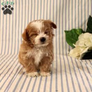 Amor, Maltipoo Puppy